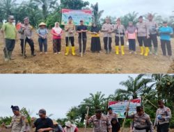 Polsek Rambah Samo Dukung Ketahanan Pangan Nasional, Tanam Jagung Kuartal ke II