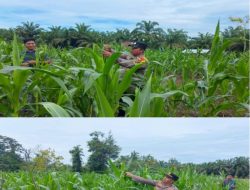 Polsek Rambah Samo Cek Langsung Tanaman Jagung Pipil di Desa Teluk Aur, Antisipasi Gagal Panen Akibat Hama Ulat