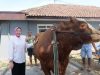 Sapi Kang Jo Terpilih Jadi Hewan Kurban Presiden, Angkat Potensi Peternak Lokal Lumajang