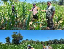 Polsek Rambah Samo Utus Bhabinkamtibmas Teluk Aur Cek Langsung Tanaman Jagung Pipil 1,5 Hektar di Dusun Aur Kuning