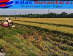 Indramayu Sebagai Lumbung Pangan,Petani Kami Butuh Fasilitas