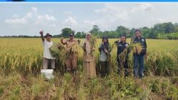 Ubinan di Desa Juntikedokan, Produktivitas Padi Capai 13,92 Ton/Ha GKP