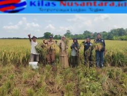 Ubinan di Desa Juntikedokan, Produktivitas Padi Capai 13,92 Ton/Ha GKP
