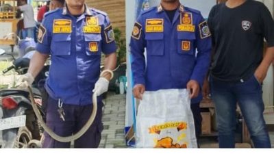 Berkat Lsporan Warga Petugas DAMKAR Gercep Tangkap Ular Coros di Warung Juntinyuat