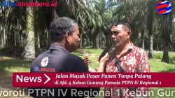 LSM BIN Soroti Tiadanya Portal dan Parit Gajah di Afdeling 4 Kebun Gunung Pamela, Diduga Rawan Pencurian TBS