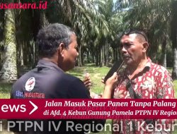 LSM BIN Soroti Tiadanya Portal dan Parit Gajah di Afdeling 4 Kebun Gunung Pamela, Diduga Rawan Pencurian TBS