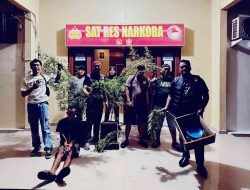 Bersihkan Wilayah dari Narkoba, Sat Resnarkoba Polres OKU Selatan Ungkap Kasus Penanaman Ganja, Pelaku Diamankan