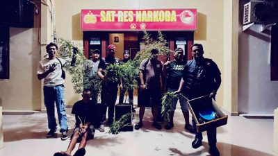 Bersihkan Wilayah dari Narkoba, Sat Resnarkoba Polres OKU Selatan Ungkap Kasus Penanaman Ganja, Pelaku Diamankan