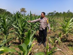 Dukung Ketahanan Pangan Nasional, Polsek Rancaekek Rutin Pantau Perkembangan Jagung Hibrida di Lahan Produktif Warga