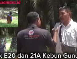 Langgar UU Ketenagakerjaan, PTPN IV Kebun Gunung Monako Abaikan APD dan Seragam Dinas Pemanen Sawit