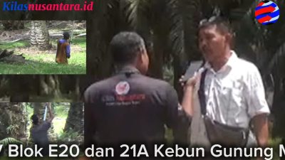 Langgar UU Ketenagakerjaan, PTPN IV Kebun Gunung Monako Abaikan APD dan Seragam Dinas Pemanen Sawit