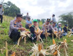 Polsek Cileunyi bersama Kelompok Tani Gelar Panen Jagung Serentak, Dukung Ketahanan Pangan dan Program Swasembada Nasional