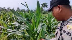 Dukung Ketahanan Pangan Nasional, Polsek Rancaekek Aktif Dampingi Perkembangan Jagung Hibrida Petani