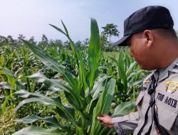 Dukung Ketahanan Pangan Nasional, Polsek Rancaekek Aktif Dampingi Perkembangan Jagung Hibrida Petani