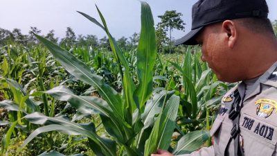 Dukung Ketahanan Pangan Nasional, Polsek Rancaekek Aktif Dampingi Perkembangan Jagung Hibrida Petani