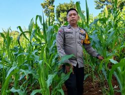 Bhabinkamtibmas Desa Ciherang Cek Pertumbuhan Jagung Hibrida, Dukung Program Ketahanan Pangan