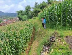 Bhabinkamtibmas Polsek Ciwidey Intensif Pantau Jagung Hibrida, Wujud Nyata Dukung Ketahanan Pangan Nasional