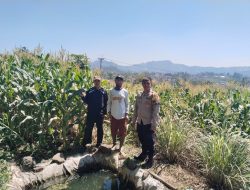 Bhabinkamtibmas Desa Panundaan Laksanakan cek lahan jagung dan Perawatan Tanaman Jagung Dukung Ketahanan Pangan Nasional