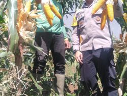 Bhabinkamtibmas Desa Sukajadi Laksanakan Monitoring Lahan Jagung untuk Mendukung Ketahanan Pangan di Wilayah Binaan