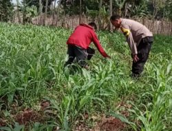 POLRI HADIR DI TENGAH PETANI, BHABINKAMTIBMAS DESA PINGGIRSARI CEK PERTUMBUHAN JAGUNG UNTUK DUKUNG KETAHANAN PANGAN