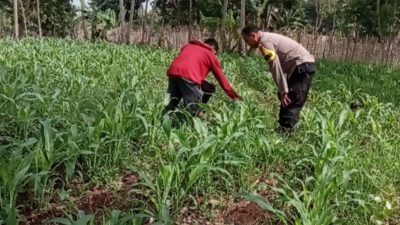 POLRI HADIR DI TENGAH PETANI, BHABINKAMTIBMAS DESA PINGGIRSARI CEK PERTUMBUHAN JAGUNG UNTUK DUKUNG KETAHANAN PANGAN