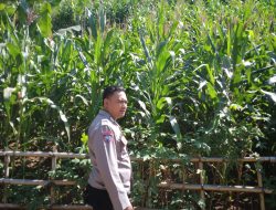 Bhabinkamtibmas Kutawaringin Lakukan Pengecekan Pertumbuhan Tanaman Jagung, Dukung Ketahanan Pangan di Wilayah binaan