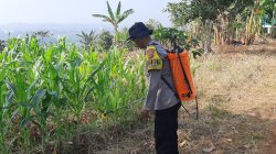 Dukung Ketahanan Pangan 2026, Bhabinkamtibmas Ciparay Monitoring Pertumbuhan Jagung Hibrida di Lahan non LBS