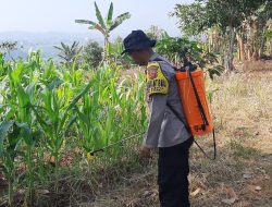 Dukung Ketahanan Pangan 2026, Bhabinkamtibmas Ciparay Monitoring Pertumbuhan Jagung Hibrida di Lahan non LBS