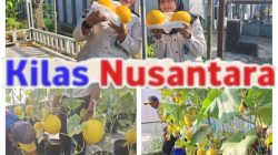Petik Hasil Pembinaan, Lapas Kuningan Panen Melon dari SAE Pertanian