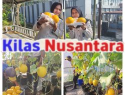 Petik Hasil Pembinaan, Lapas Kuningan Panen Melon dari SAE Pertanian