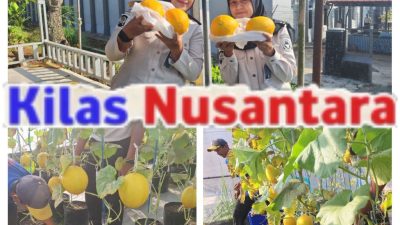 Petik Hasil Pembinaan, Lapas Kuningan Panen Melon dari SAE Pertanian