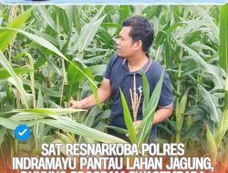 Satres Narkoba Polres Indramayu Pantau Lahan Jagung Swasembada Pangan