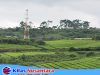 Menara Telekomunikasi di Atas Lahan HGU PTPN VI Kayu Aro Jadi Sorotan, Publik Pertanyakan Dasar Perizinan dan Transparansi Kerja Sama