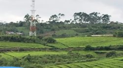 Menara Telekomunikasi di Atas Lahan HGU PTPN VI Kayu Aro Jadi Sorotan, Publik Pertanyakan Dasar Perizinan dan Transparansi Kerja Sama