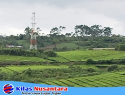 Menara Telekomunikasi di Atas Lahan HGU PTPN VI Kayu Aro Jadi Sorotan, Publik Pertanyakan Dasar Perizinan dan Transparansi Kerja Sama