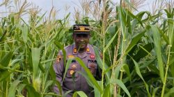 AKP Syahril Pimpin Pengecekan Tanaman Jagung Seluas 2 Hektare