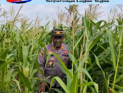 AKP Syahril Pimpin Pengecekan Tanaman Jagung Seluas 2 Hektare