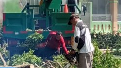 Pemkab Muba Gerak Cepat Amankan Siswa SMAN 2 Sekayu dari Ancaman Pohon Tua Rawan Tumbang
