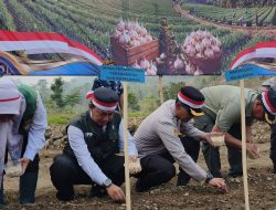 Majalengka Genjot Swasembada Bawang Putih, Demplot Kementan Dibangun di Dua Lokasi