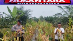 Polsek Rambah Samo Utus Bhabinkamtibmas Pantau Ketahanan Pangan, Jagung Umur 85 Hari di Rambah Samo Tumbuh Optimal