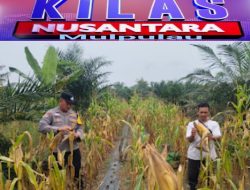 Polsek Rambah Samo Utus Bhabinkamtibmas Pantau Ketahanan Pangan, Jagung Umur 85 Hari di Rambah Samo Tumbuh Optimal