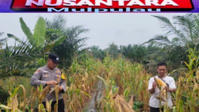 Polsek Rambah Samo Utus Bhabinkamtibmas Pantau Ketahanan Pangan, Jagung Umur 85 Hari di Rambah Samo Tumbuh Optimal
