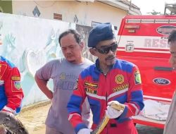 “Damkar Indramayu Evakuasi Ular Sanca Sepanjang 5 Meter di Singajaya