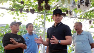 Dari Kebun Melon dan Anggur di Natar, Bupati Egi Dorong Tumbuhnya Desa-Desa Produktif
