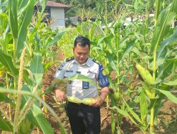 Dari Tanah hingga Panen, Lapas Kuningan Buktikan SAE Produktif Hasilkan 300 Kg Jagung