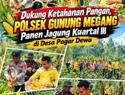 Dukung Ketahanan Pangan, Polsek Gunung Megang Panen Jagung Kuartal III di Desa Pagar Dewa