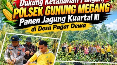 Dukung Ketahanan Pangan, Polsek Gunung Megang Panen Jagung Kuartal III di Desa Pagar Dewa