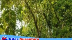 Ranting Pohon Berulang Kali Jatuh di Jalur Pangandaran-Cijulang, Warga Desak Pemangkasan Segera