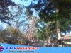 Pohon Tua dan Lapuk Ancam Pengendara di Jalur Parigi-Cijulang, Warga Desak Dishub, DLH, dan BPBD Segera Bertindak