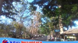 Pohon Tua dan Lapuk Ancam Pengendara di Jalur Parigi-Cijulang, Warga Desak Dishub, DLH, dan BPBD Segera Bertindak